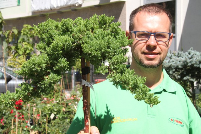 Iglaste kompozycje w ogrodziePiotr Gorzelak, specjalista  z ACM Agrocentrum w Kielcach prezentuje jałowiec procumbens ‘Nana’,  szczepiony na pniu.