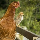 Kurczaki drożeją, ale producenci twierdzą, że i tak w tym roku raczej nie wyjdą na zero