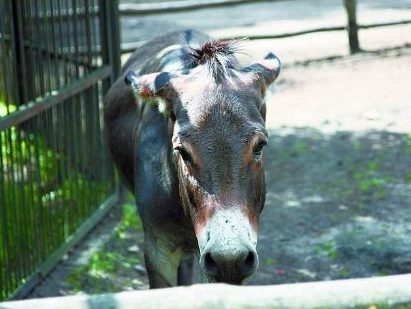 Odwiedzający Akcent ZOO nie widzą, aby się tu cokolwiek zmieniało na lepsze