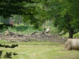 Burza w Pabianicach. Część parków została otwarta. W innych nadal trwa usuwanie powalonych drzew ZDJĘCIA