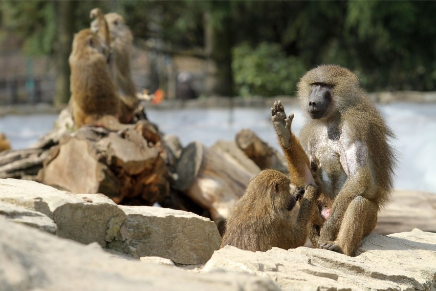 Bilet do zoo tylko do końca marca kosztuje 20 zł. Potem...