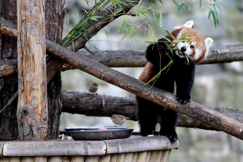 Bilet do zoo tylko do końca marca kosztuje 20 zł. Potem...