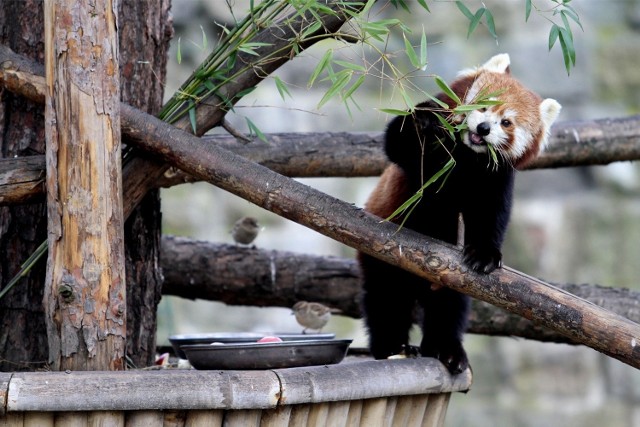 Bilet do zoo tylko do końca marca kosztuje 20 zł. Potem drożeje