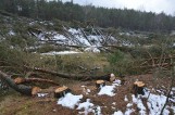 Wycięli 4 hektary lasu w Łebie. Sprawa trafiła do prokuratury [WIDEO,ZDJĘCIA]