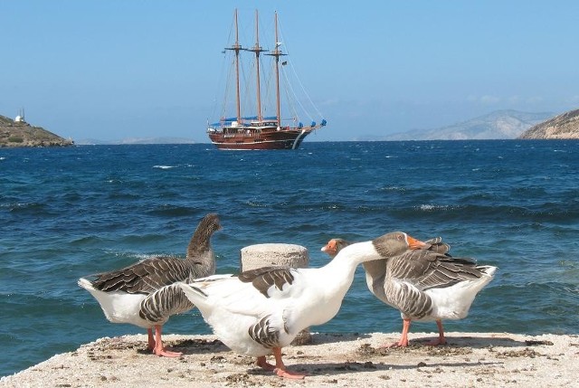 Po sezonie na plaży w Katapoli rządzą gęsi