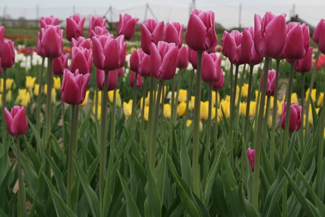 Tulipany z Chrzypska Wielkiego przyciągają tysiące ludzi. Jak?
