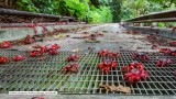 Migracja milionów czerwonych krabów na Wyspie Bożego Narodzenia [WIDEO]