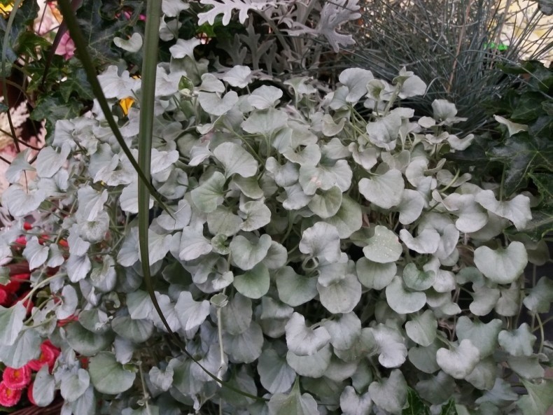 Dichondra srebrzysta ma piękne, srebrzyste liście i bardzo...
