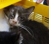 Spektakularna metamorfoza kota wyrzuconego przed bramą schroniska dla bezdomnych zwierząt w Łodzi