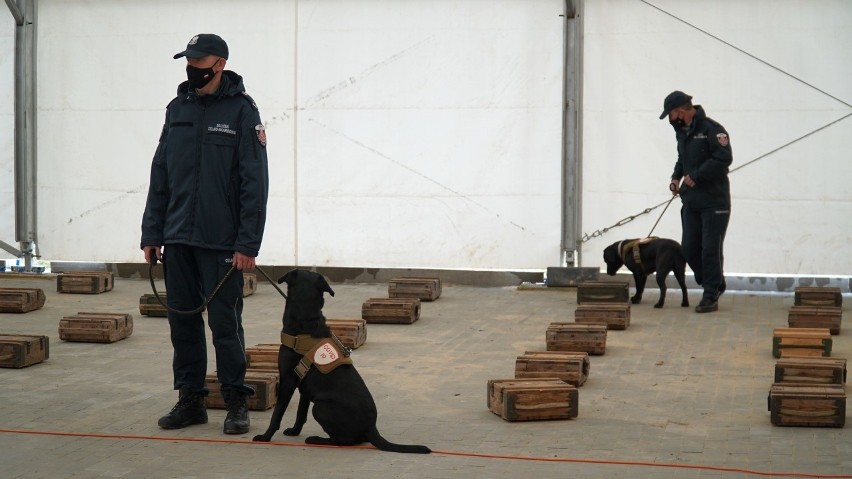 Krajowa Administracja Skarbowa ma psy służbowe, które wkrótce wykryją COVID-19!