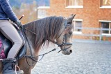 TOP 15 najpopularniejszych stadnin koni w regionie radomskim. Gdzie najlepiej uczyć się jeździć konno? (GALERIA)