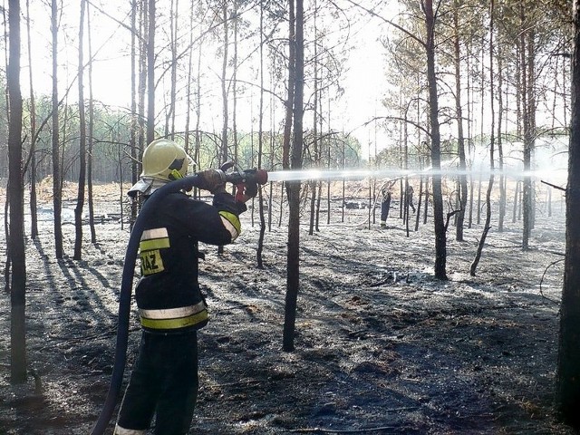 Strażacy ochotnicy ze Skwierzyny gasili w czwartek pożary lasów koło Murzynowa i Chełmicka.