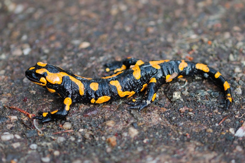 W warunkach naturalnych salamandra żyje około 10 lat. Larwy...