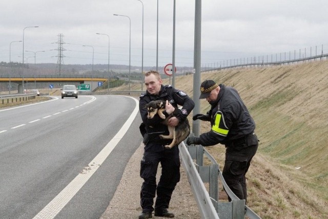 Psy biegały w pobliżu obwodnicy Słupska. Złapali je policjanci i strażnicy.