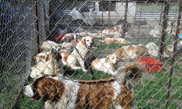 29 głodnych i brudnych bernardynów trafiło do schroniska 29 psów rasy bernardyn trafiło do schroniska