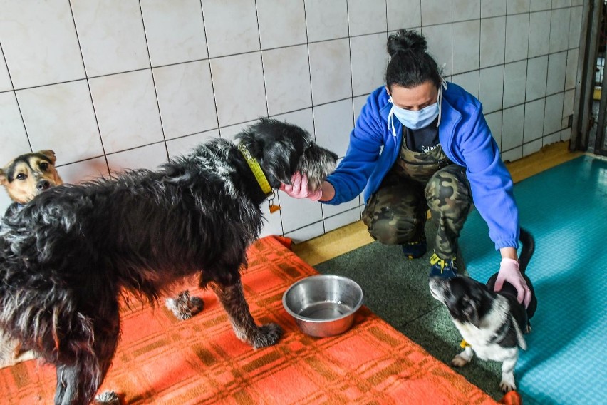 Psy i koty z bydgoskiego schroniska tęsknią. Od 16 maja znów zobaczą wolontariuszy