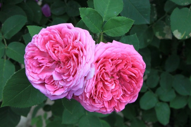 Płatki róż damasceńskich (i innych) można wykorzystać w kuchni. To tylko jedne z roślin, które są dekoracyjne i jadalne.