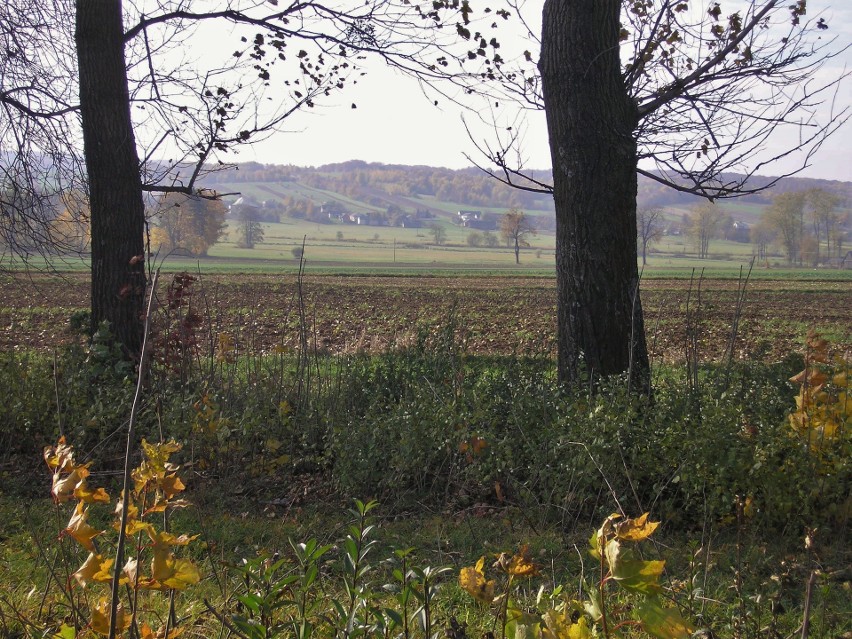 Gleby w Polsce. 90 proc. powierzchni kraju to grunty rolne i leśne. Na mieszkańca przypada prawie hektar ziemi