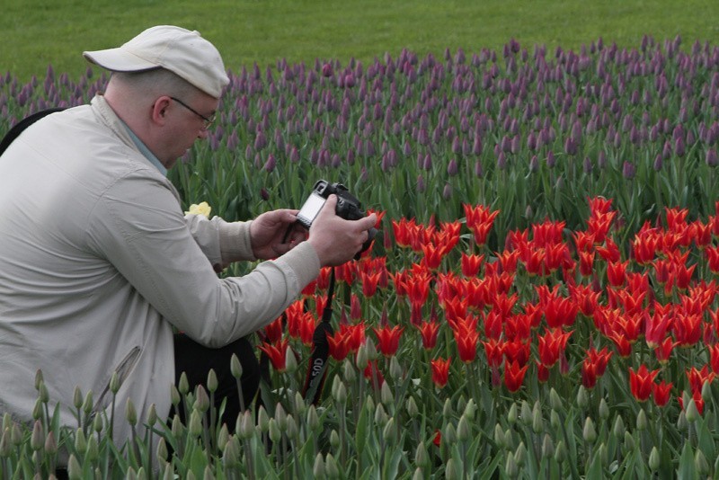 Tulipany w ogrodzie botanicznym. Pola kwiatów przyciągają tłumy ZDJĘCIA