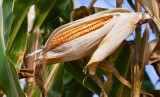 Dopłaty do mokrej kukurydzy. KE zgodziła się na pomoc 200 zł do tony ziarna, ARiMR przyjmuje wnioski