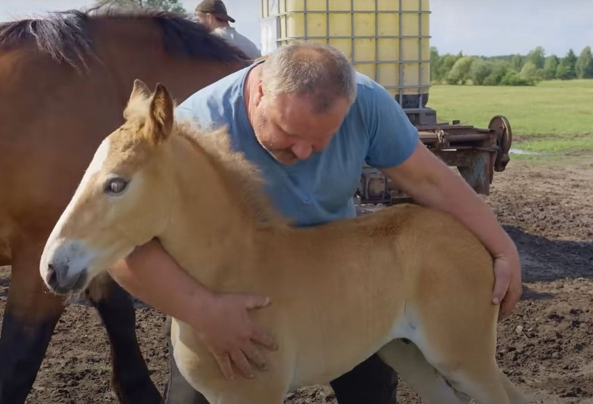 Bogdan Kubala w swoim  gospodarstwie ma konie w typie...