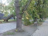 Orkan Ksawery przeszedł przez Rzeszów. Wyrwane drzewo przy zamku