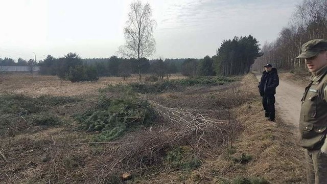 Policjanci i strażnicy leśni razem pilnują, by drzewa nie były wycinane nielegalnie