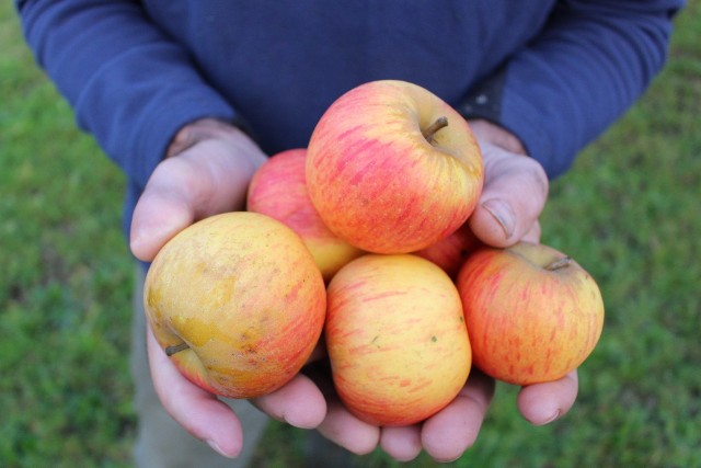 W latach 1982 - 1986 spożycie jabłek wahało się od 22 do 27 kg na osobę, w 2021 r. wyniosło 11 kg