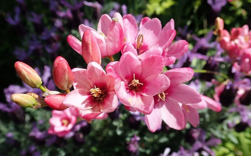 Iksje to piękne kwiaty spokrewnione z irysami (kosaćcami).