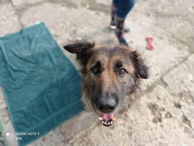 Śledczy przedstawili 33-letniej mieszkance gminy Jarocin, zarzut znęcania się nad psem. Grozi jej kara pozbawienia wolności do lat 3.