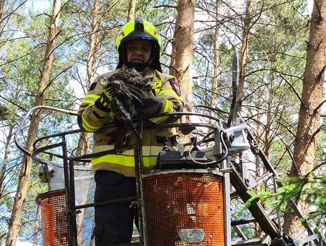 Leśnicy i strażacy ratowali pisklę myszołowa. Ktoś ściął drzewo z jego gniazdem.
