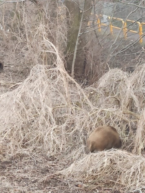 Dziki na Rubinkowie w Toruniu