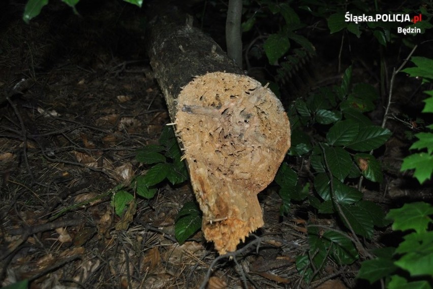 Tragedia w lesie: pień ścinanego drzewa zabił kobietę