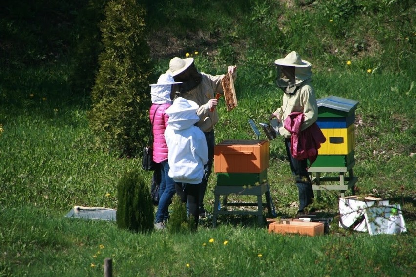 Pasieka edukacyjna w Zabrzu nie powstanie. Zamiast tego jest w Mikołowie [ZDJĘCIA]