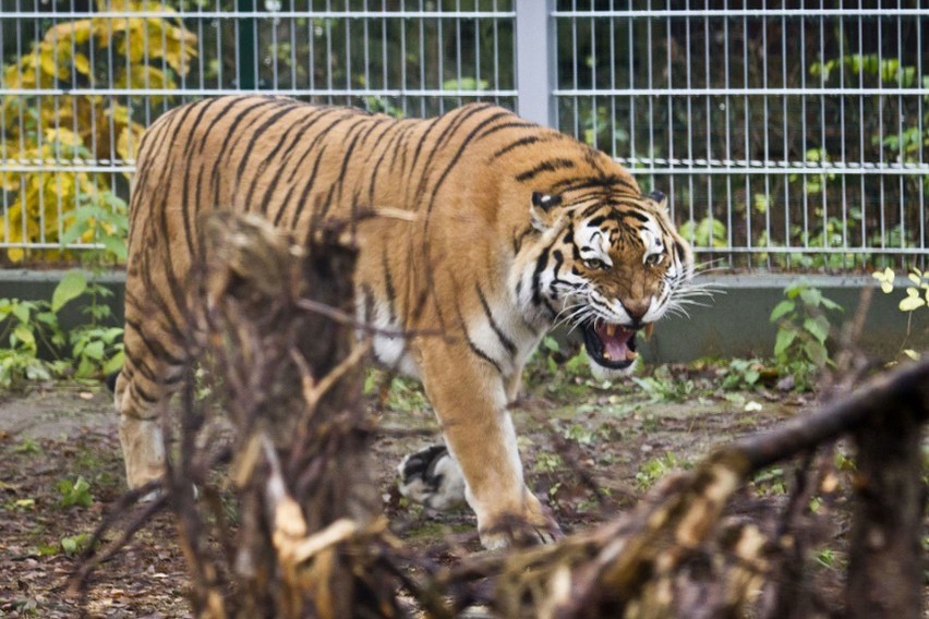 Nie żyje tygrys amurski, który trafił do zoo w Myślęcinku w...