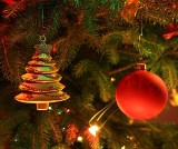 Oddaj świąteczną choinkę. Na targowisku Cytrusek w Opolu stanął specjalny kontener