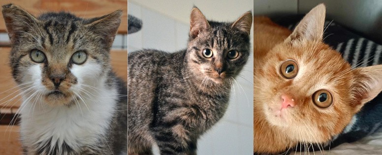 Bejbik, Sebiks, Cleopatra oraz blisko innych 100 kotów czeka na adopcje w lubelskim schronisku. Podaruj domu jednemu z nich