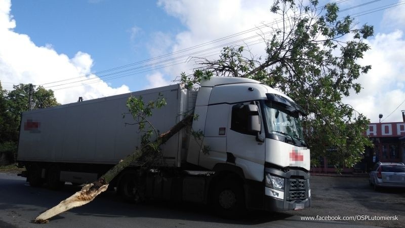 Potężny konar zaklinował się między kabiną a naczepą ciężarówki! ZDJĘCIA