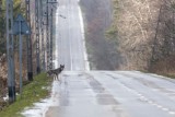 Wilk na obrzeżach Starachowic. Przy drodze sfotografował go miłośnik przyrody