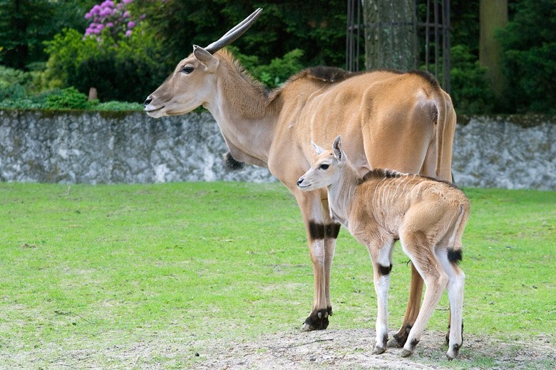Samczyk antylopy eland z matką.