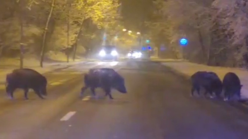 Dziki biegają przed maskami aut w Katowicach! UWAGA! Zobaczcie WIDEO