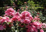 Pielęgnacja róż. Te zabiegi wykonaj wiosną, a pięknie rozkwitną. Poznaj tajniki cięcia i nawożenia róż