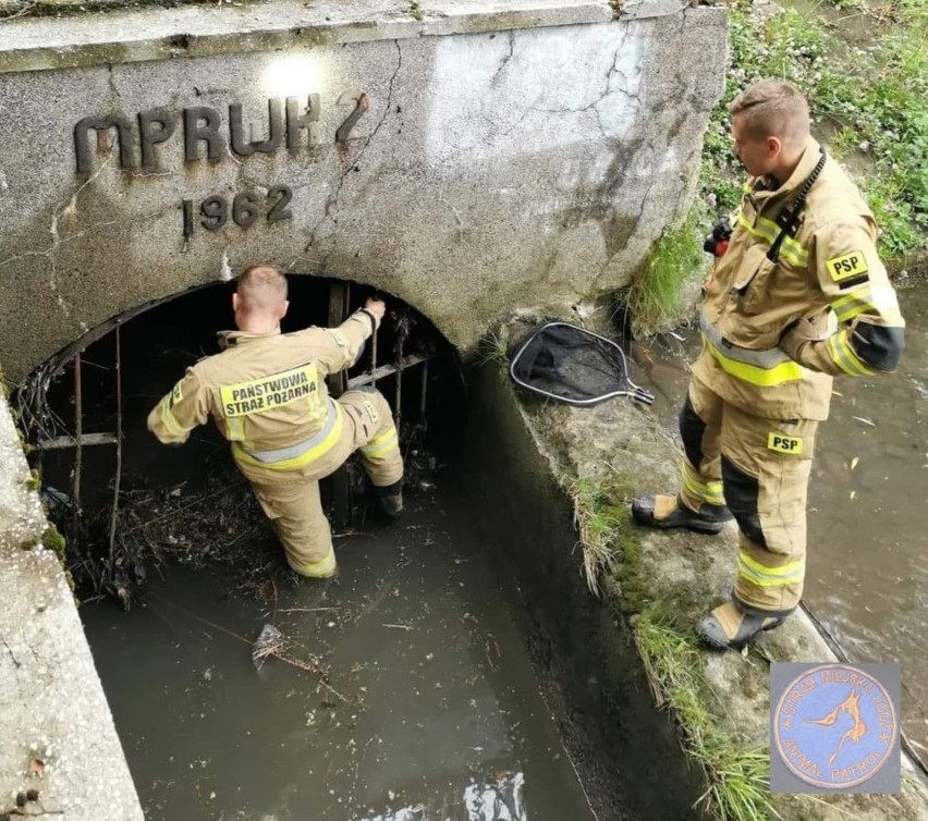 Pracowity tydzień dla Animal Patrol: kaczki w kanale i małe...