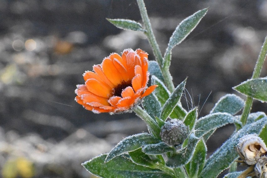 W tym okresie prognozuje się spadek temperatury do -1°C, a...