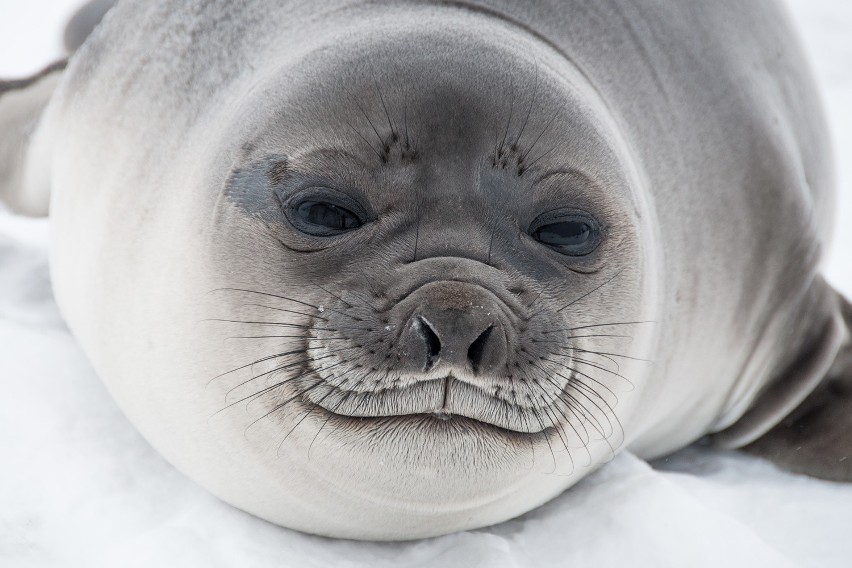 Robienie pięknych zdjęć zwierząt jest na Antarktyce...