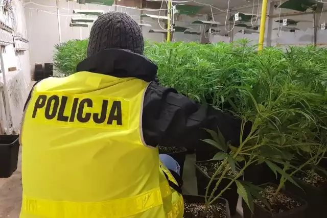 Policjanci i antyterroryści zlikwidowali trzy duże plantacje marihuany