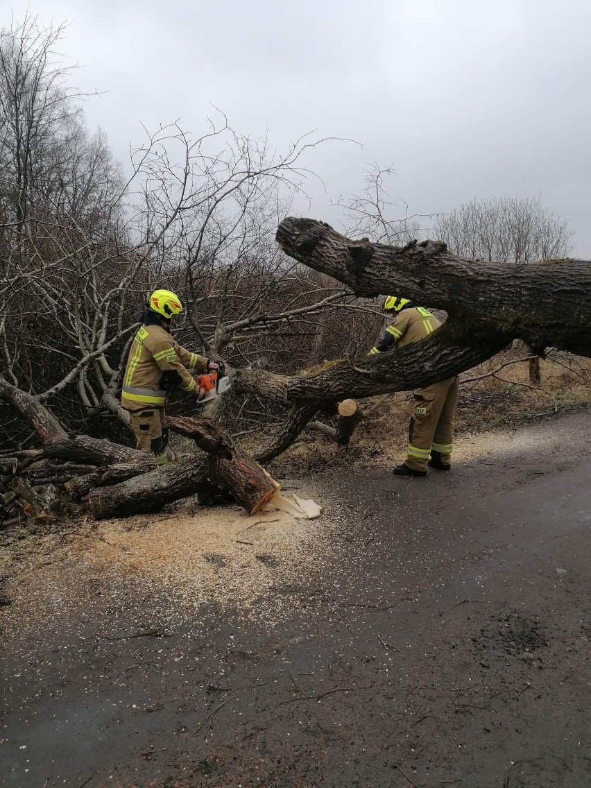 Strażacy z OSP Bobolice zostali wezwani do powalonego drzewa...
