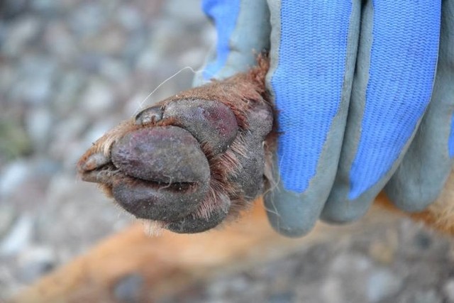 Martwego szakala znaleziono niedawno na terenie Nadleśnictwa Kwidzyn