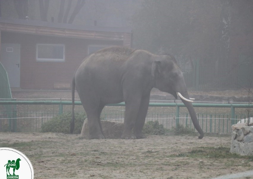 Jesień w zoo w Chorzowie