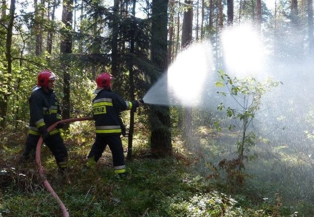 Gmina Kazanów. Strażackie ćwiczenia Sosna 2016 w leśnictwie Ruda koło Kowalkowa.